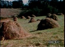 Haymaking