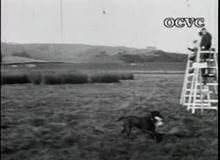 New Zealand Gun Dog Trials
