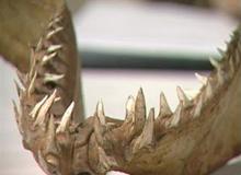 Lucy Rowe
